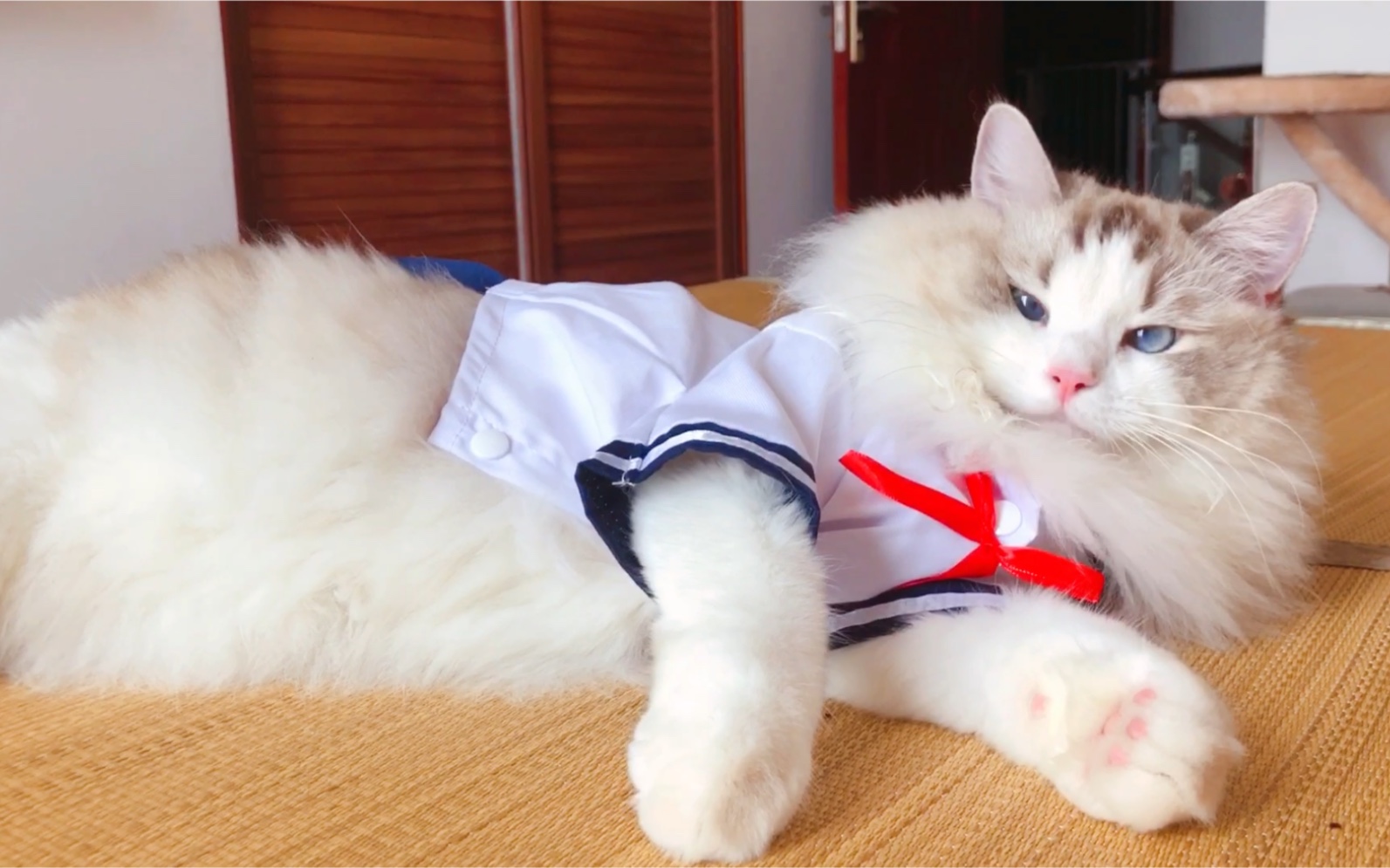 【布偶猫】制服play(二)