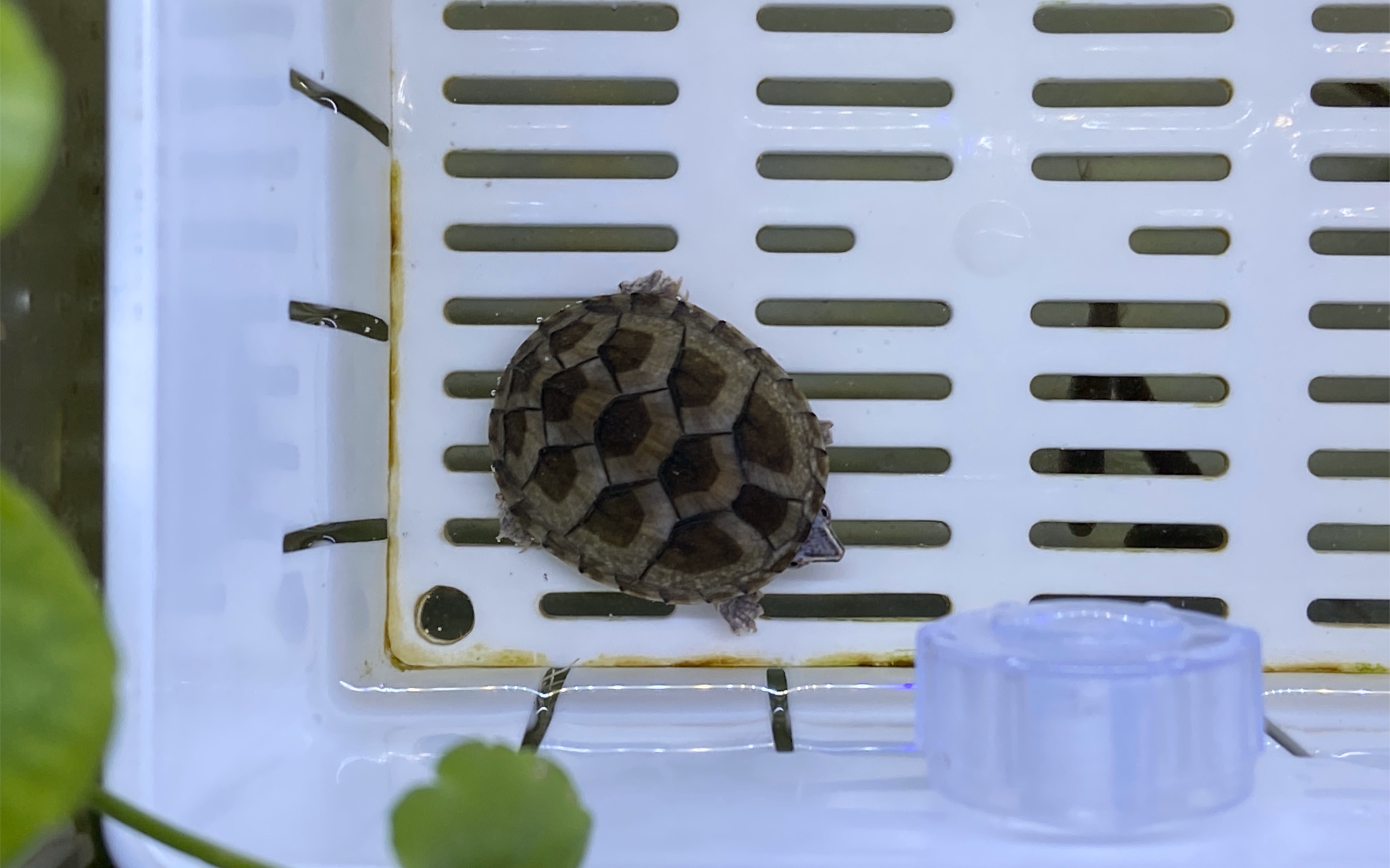 网购麝香龟开箱,浅色麝香颜值超乎你想象!