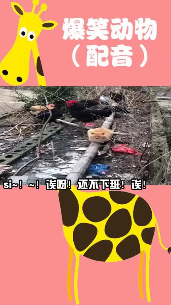 猫还不下班啊胳膊压麻了搞笑萌宠