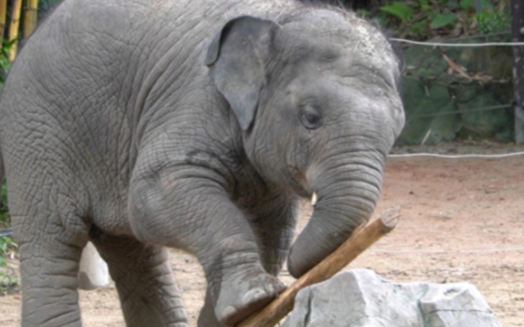 亚洲象威武# 肥仔认真玩木头的样子真可爱