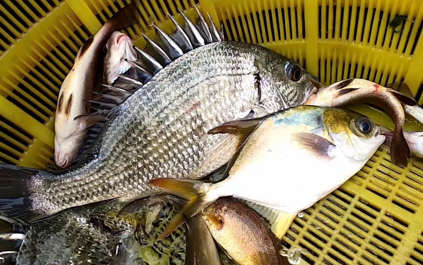 带朋友出海鱼获太少,上鱼排买点半养殖海鱼,黄腊鱼40一斤贵吗?