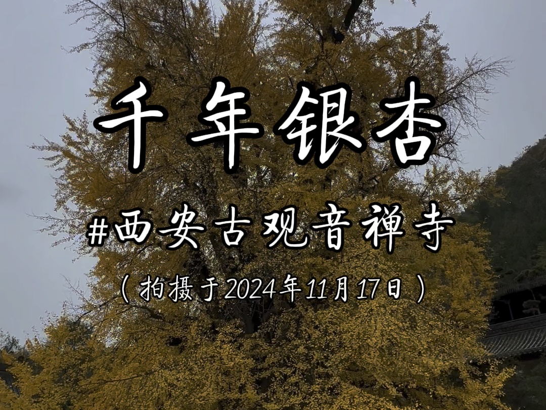 西安古观音禅寺千年银杏已经到了最佳观赏期哔哩哔哩bilibili