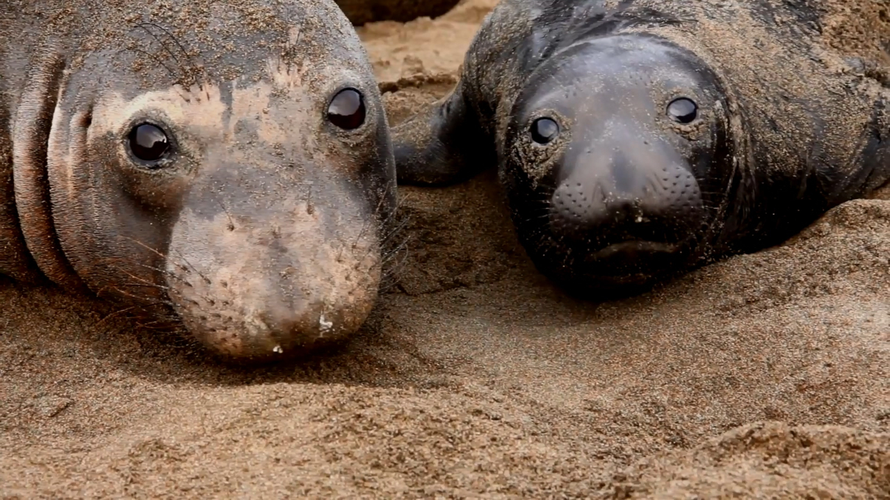 加利福尼亚海岸的雄海豹是否有些过于霸道?