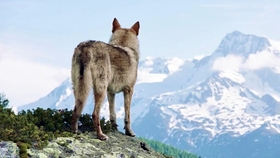 国家地理频道 雪狼王国全3集1080p英语英字kingdom Of The White Wolf 哔哩哔哩 つロ干杯 Bilibili