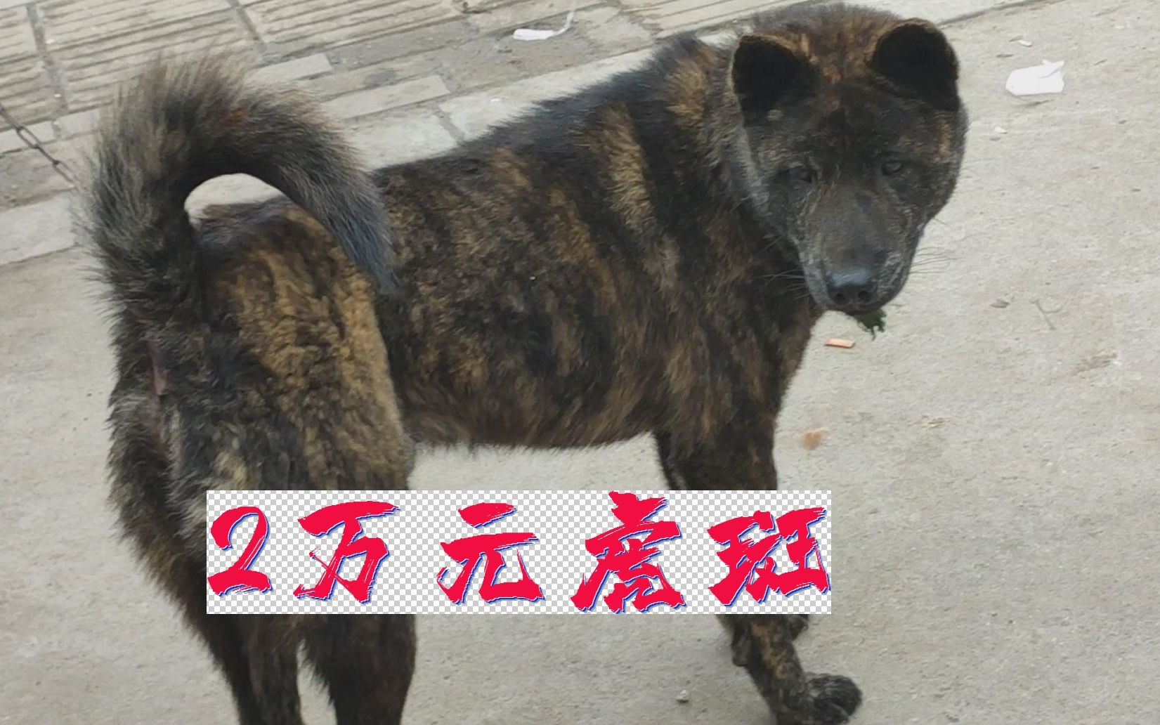 虎斑犬图片 售卖图片