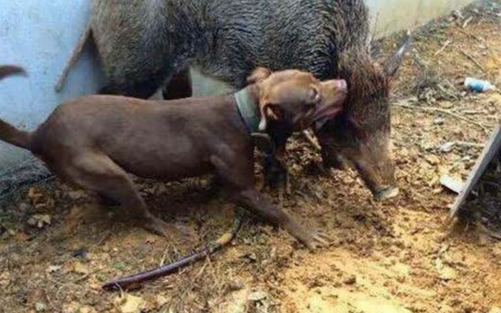 比特犬大战野猪咬住野猪就不松口非常残忍