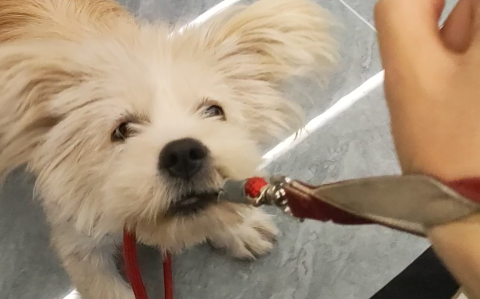 嘬嘬嘬,小卡拉米