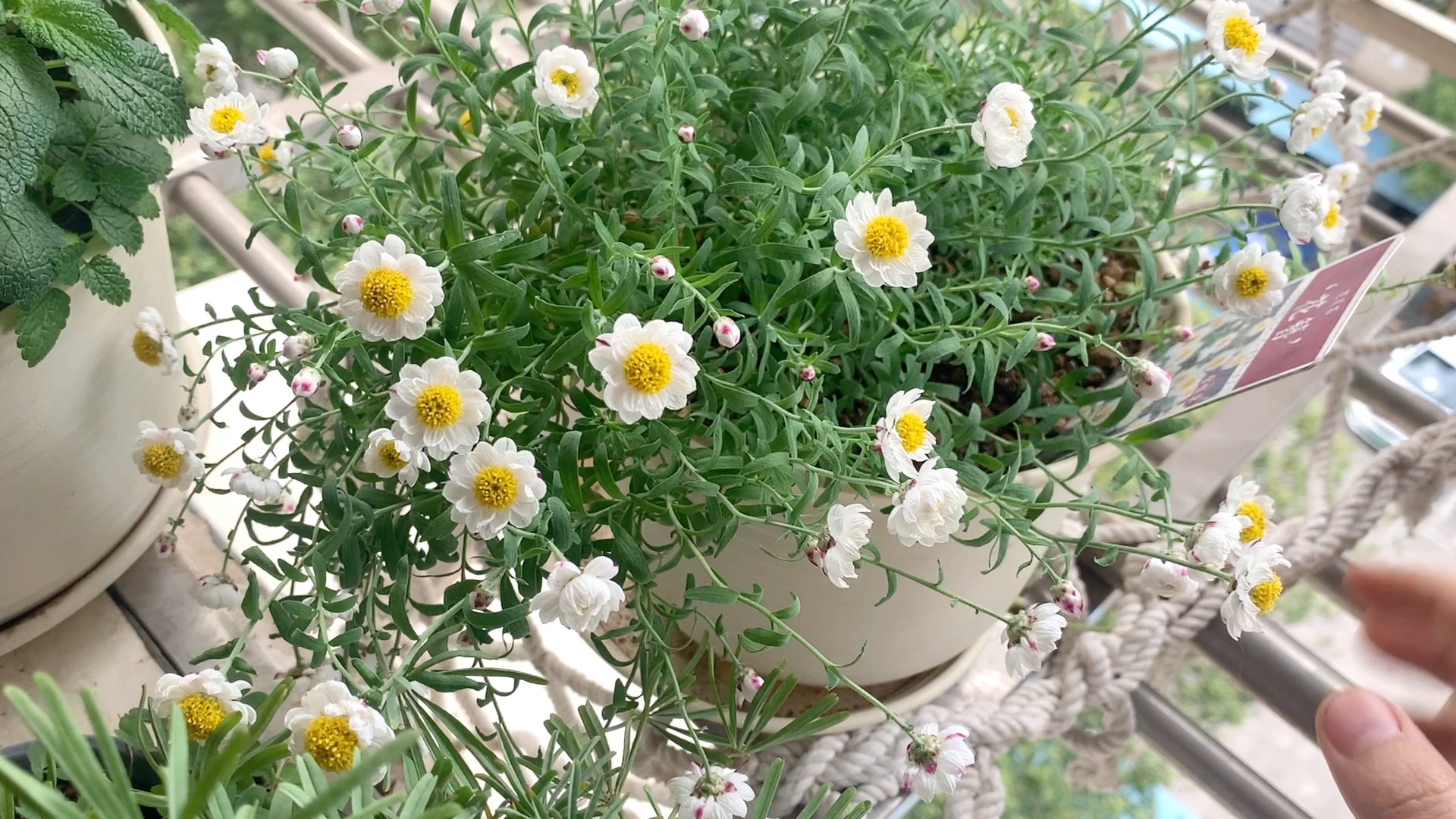 每个人的阳台都值得拥有一盆纸鳞托菊!