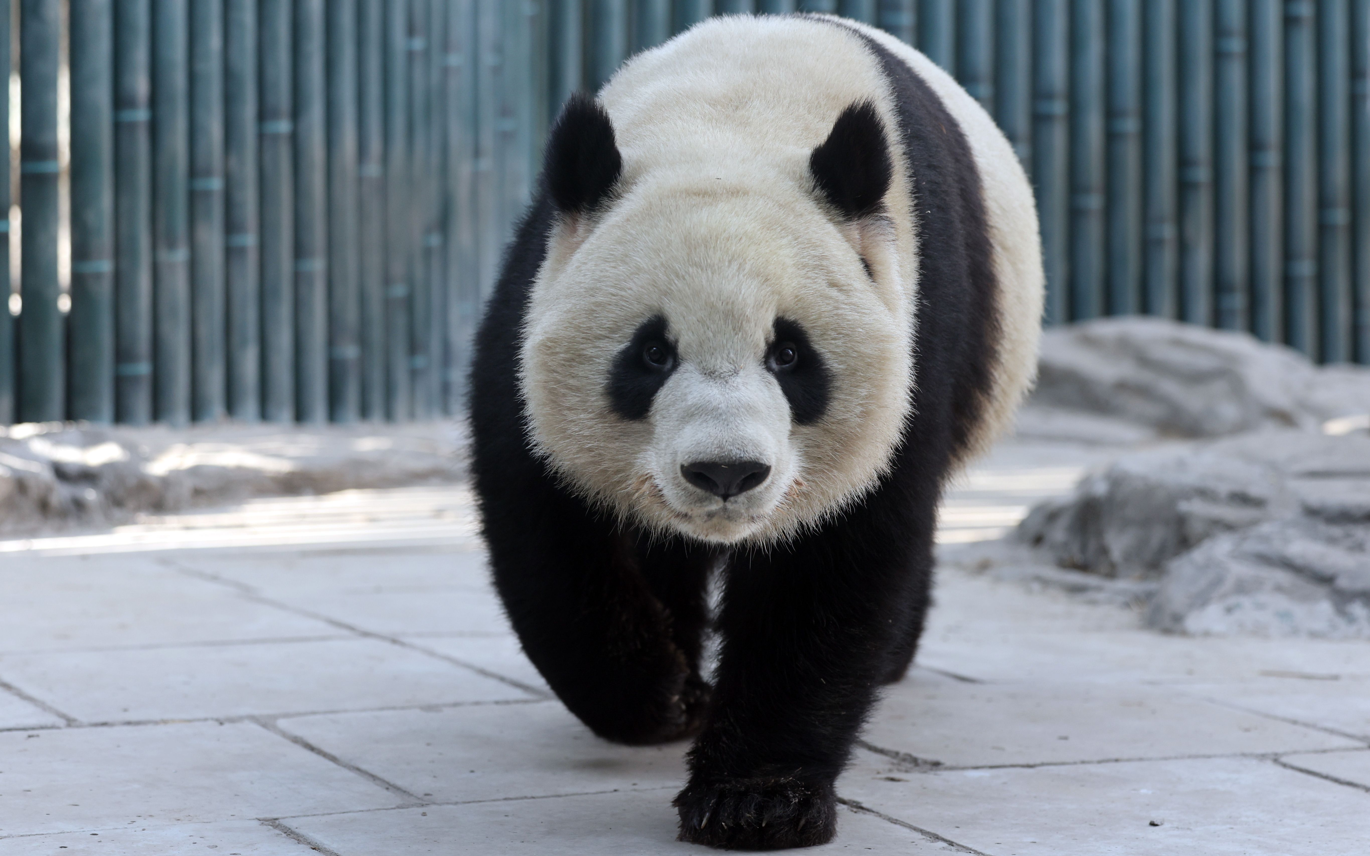 【大熊猫萌宝】每天要在这里奔跑.2021.11.30.摄于北京动物园