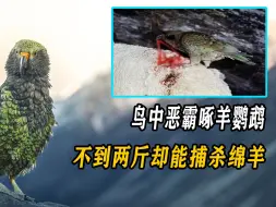 Tải video: 鸟中恶霸啄羊鹦鹉，不到两斤却能捕杀绵羊，在当地人人喊打