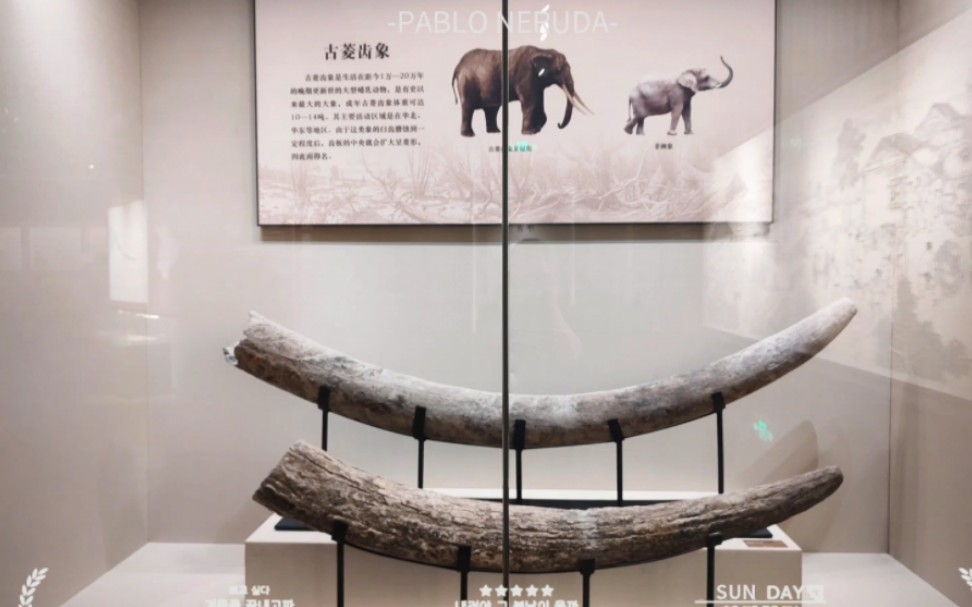 涡阳博物馆一日游