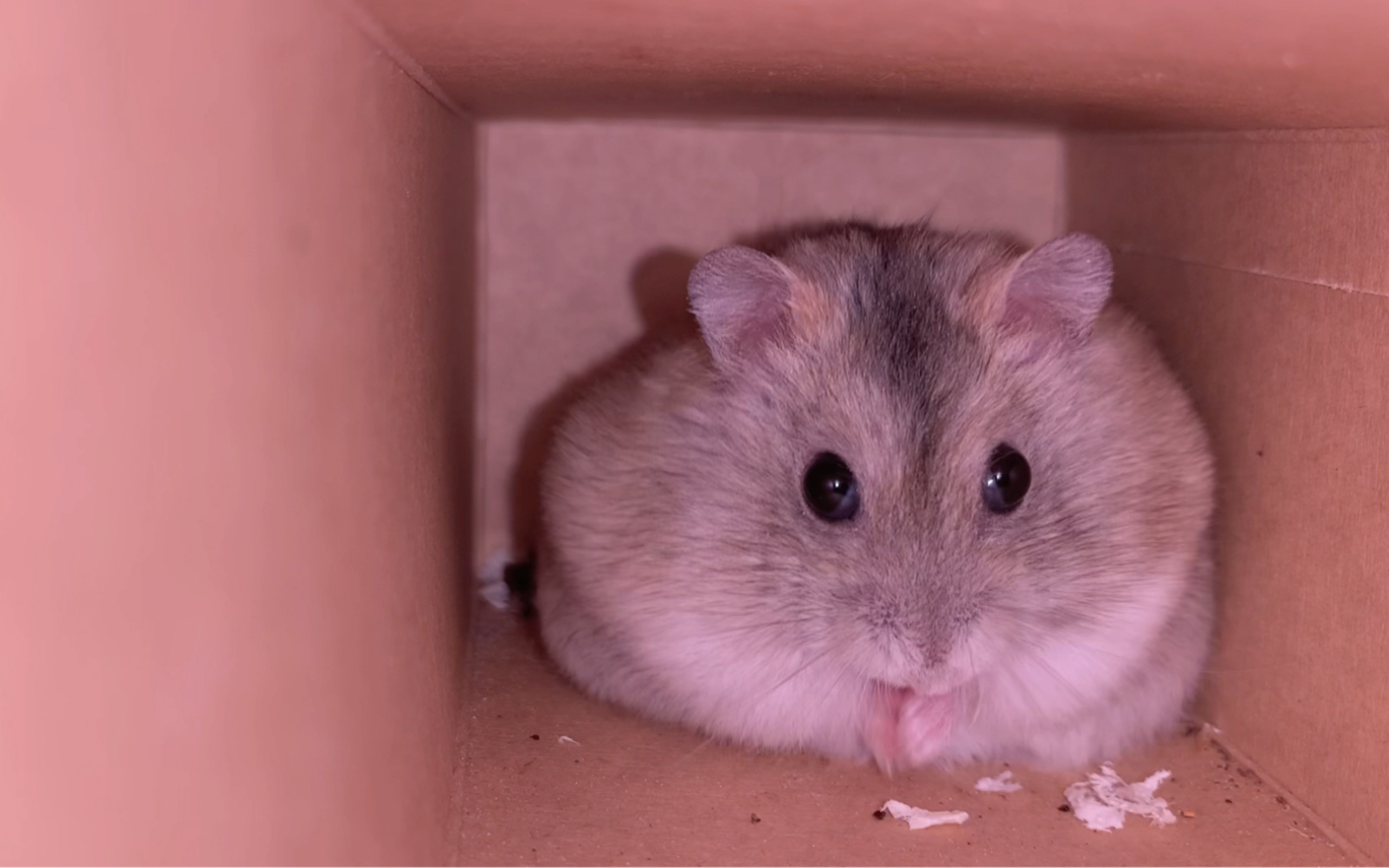 你懂什么是仓猪