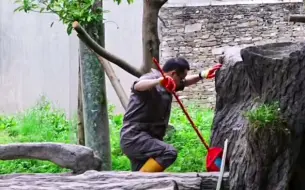 Скачать видео: 240627 徐翔奶爸帮福宝砍新鲜的竹子遇到韩国站姐，奶爸爬上爬下打扫福宝的场地（1.5倍速），福宝在内室监工