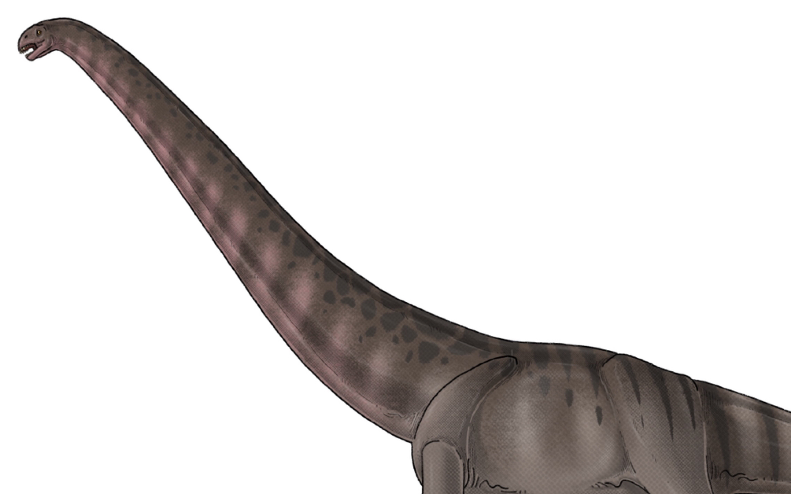 【ipad绘画】川街龙绘画过程