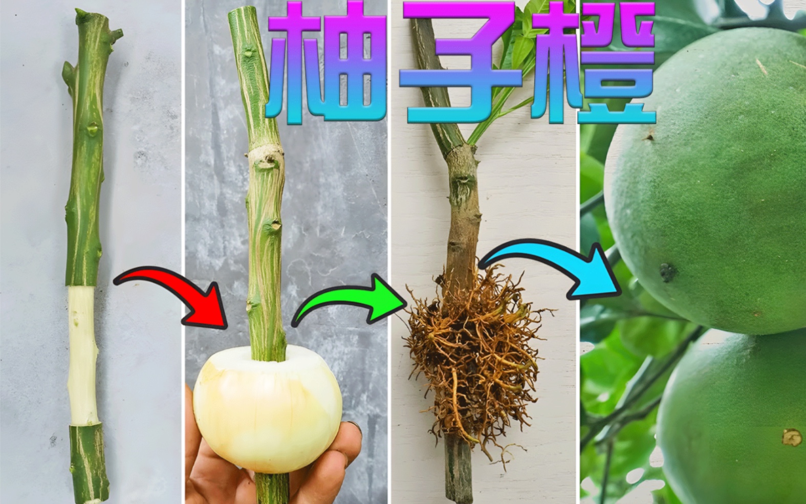 用洋葱繁殖扦插柚子树,不仅操作简单,而且特别实用,值得一试