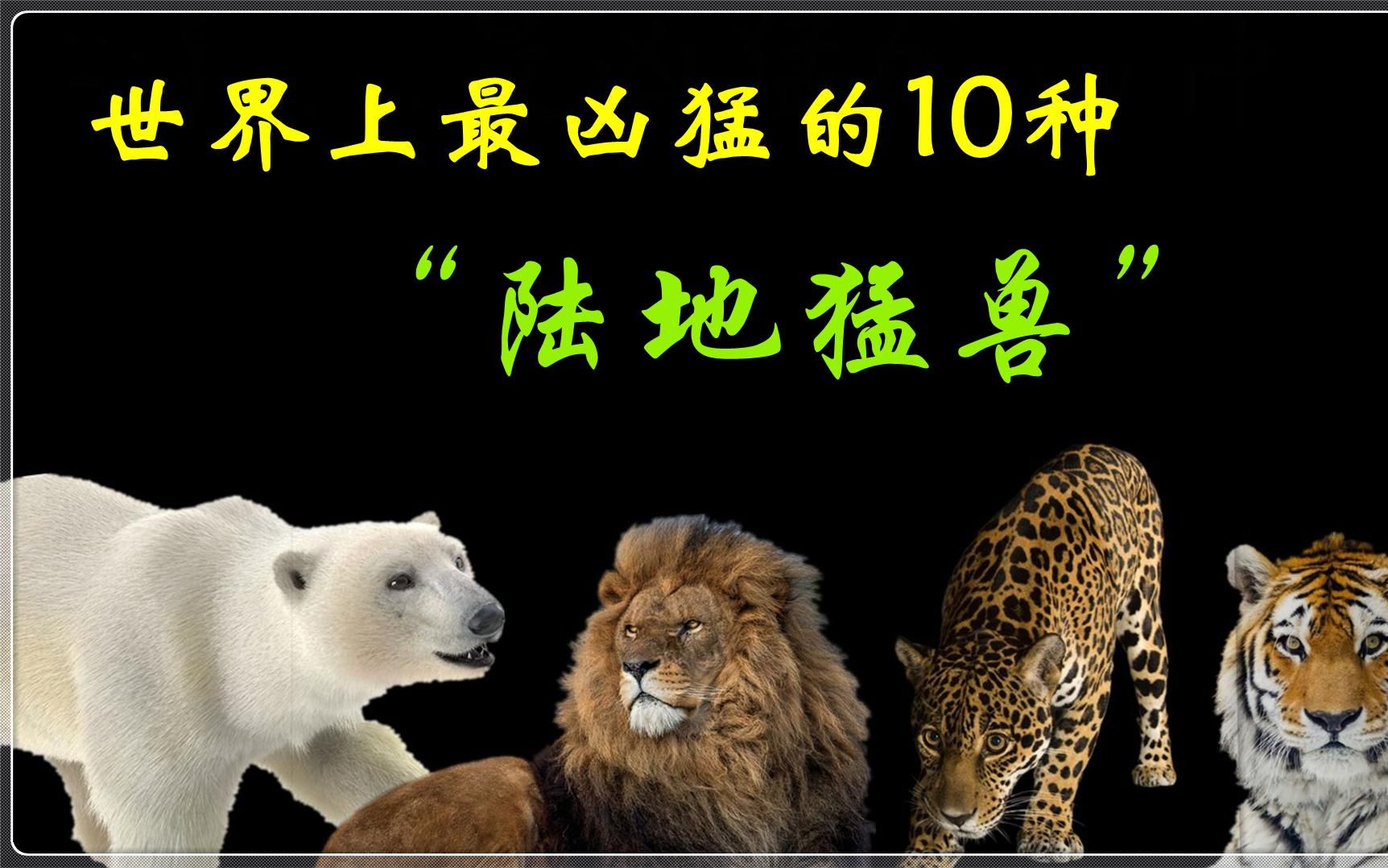 世界上最凶猛的10种陆地猛兽,地表最强食肉野兽,战斗力远超认知哔哩哔哩bilibili