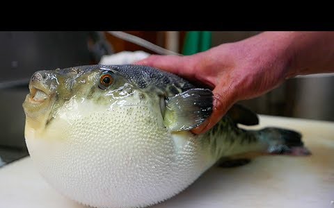 【日本美食】日式河豚刺身,河豚火锅,最简单的河豚处理方式哔哩哔哩bilibili