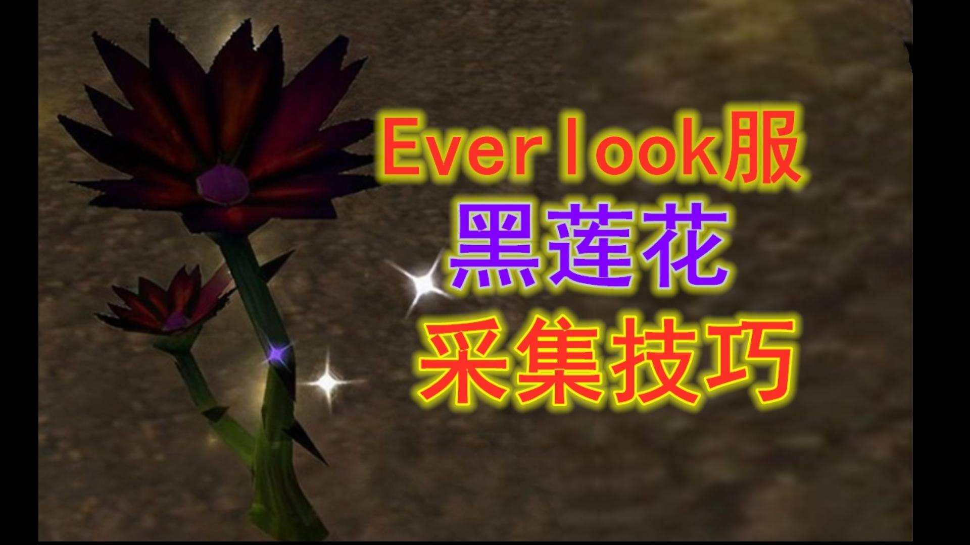 [图]日入2000金—魔兽世界新N服Everlook服黑莲花刷新时间和采集技巧