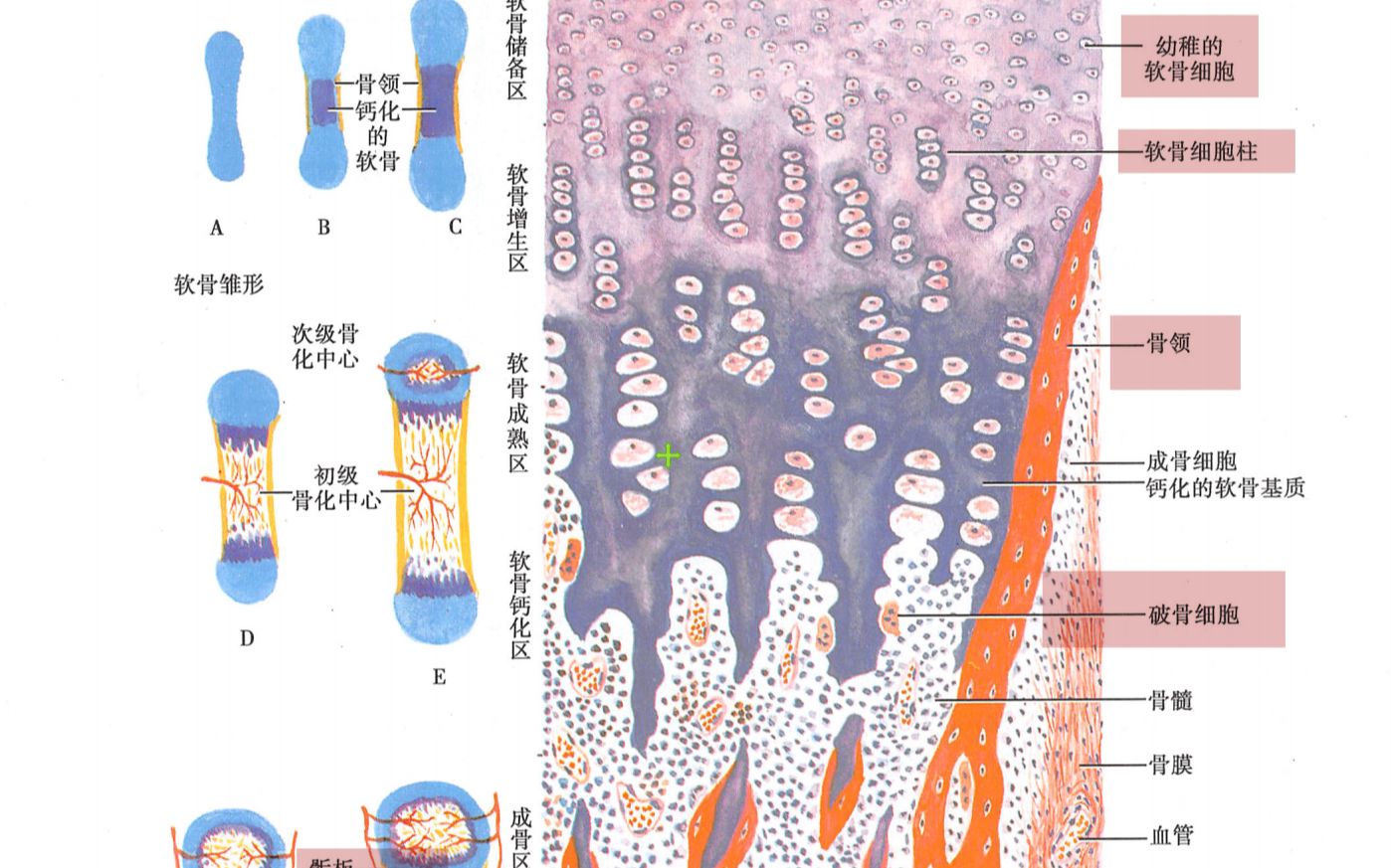 [图]假期无事速通组织学-3-软骨和骨