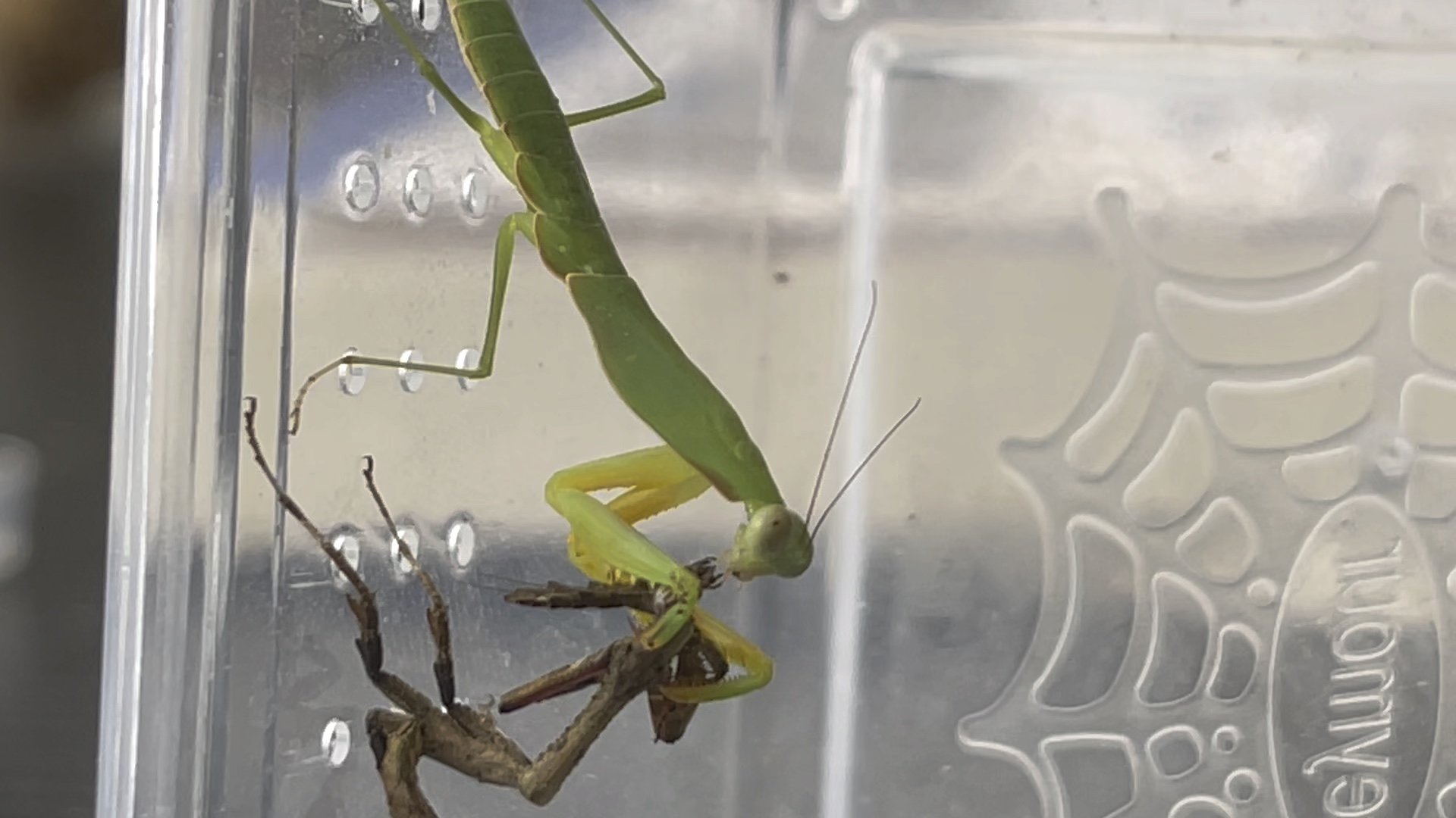 4l南美叶背螳螂捕食4l中华屏顶螳