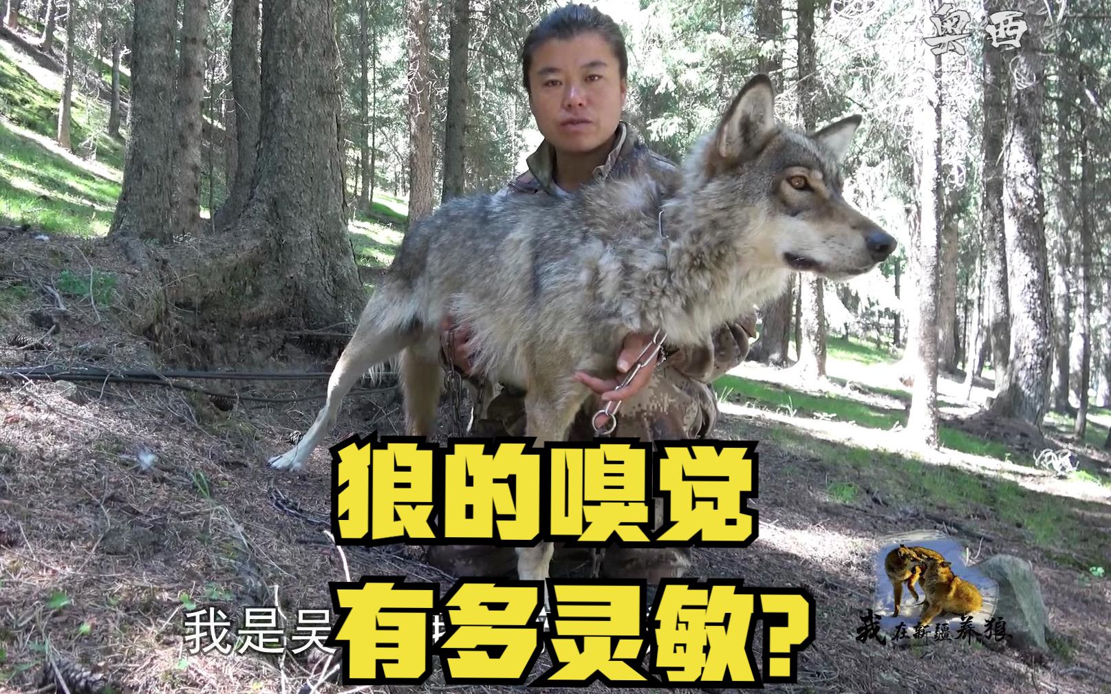 狼的嗅觉有多灵敏?养狼人带狼王野外巡山,狼闻到猎物后疯狂追击,结果好像...哔哩哔哩bilibili