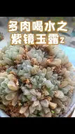 下载视频: 玉露喝水它又来喽！