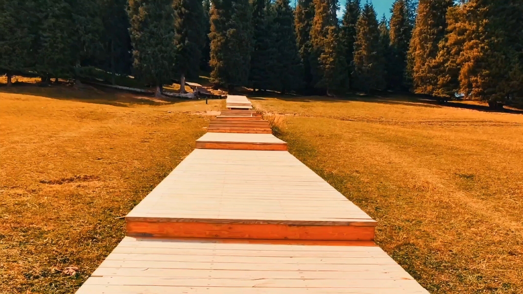 新疆天山江布拉克云杉林