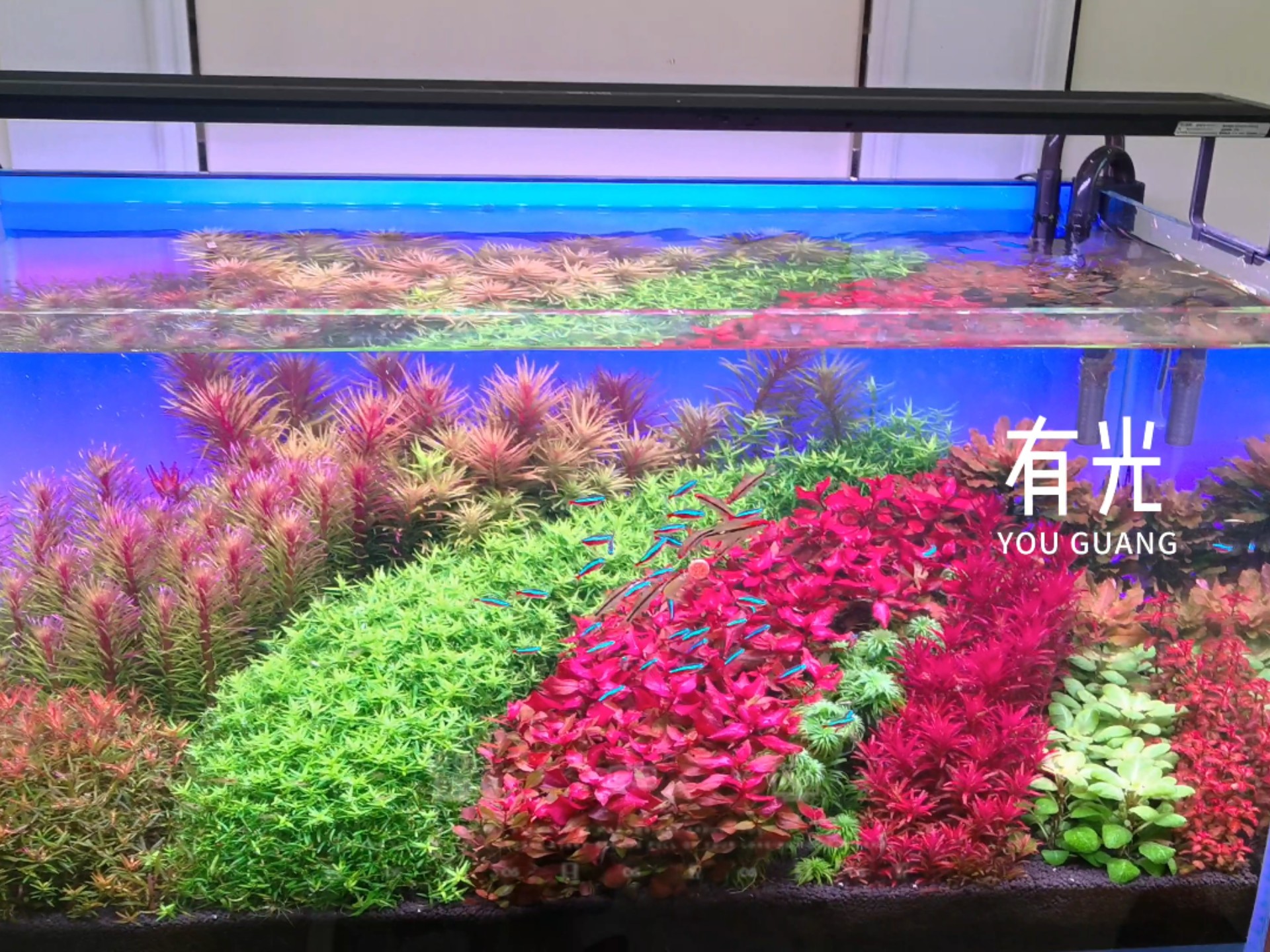 荷兰景草缸:追光的人,终会光芒万丈,花会沿路盛开,你以后的路也是