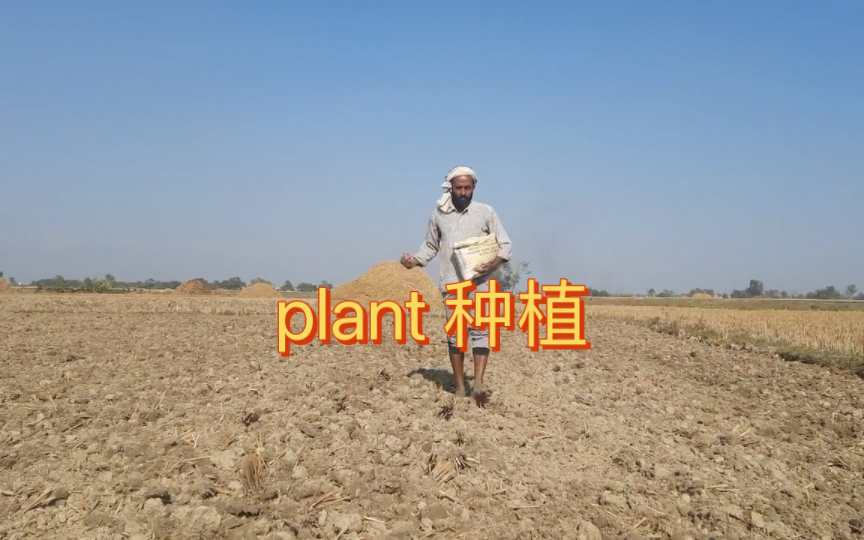 英语说词解字plant哔哩哔哩bilibili