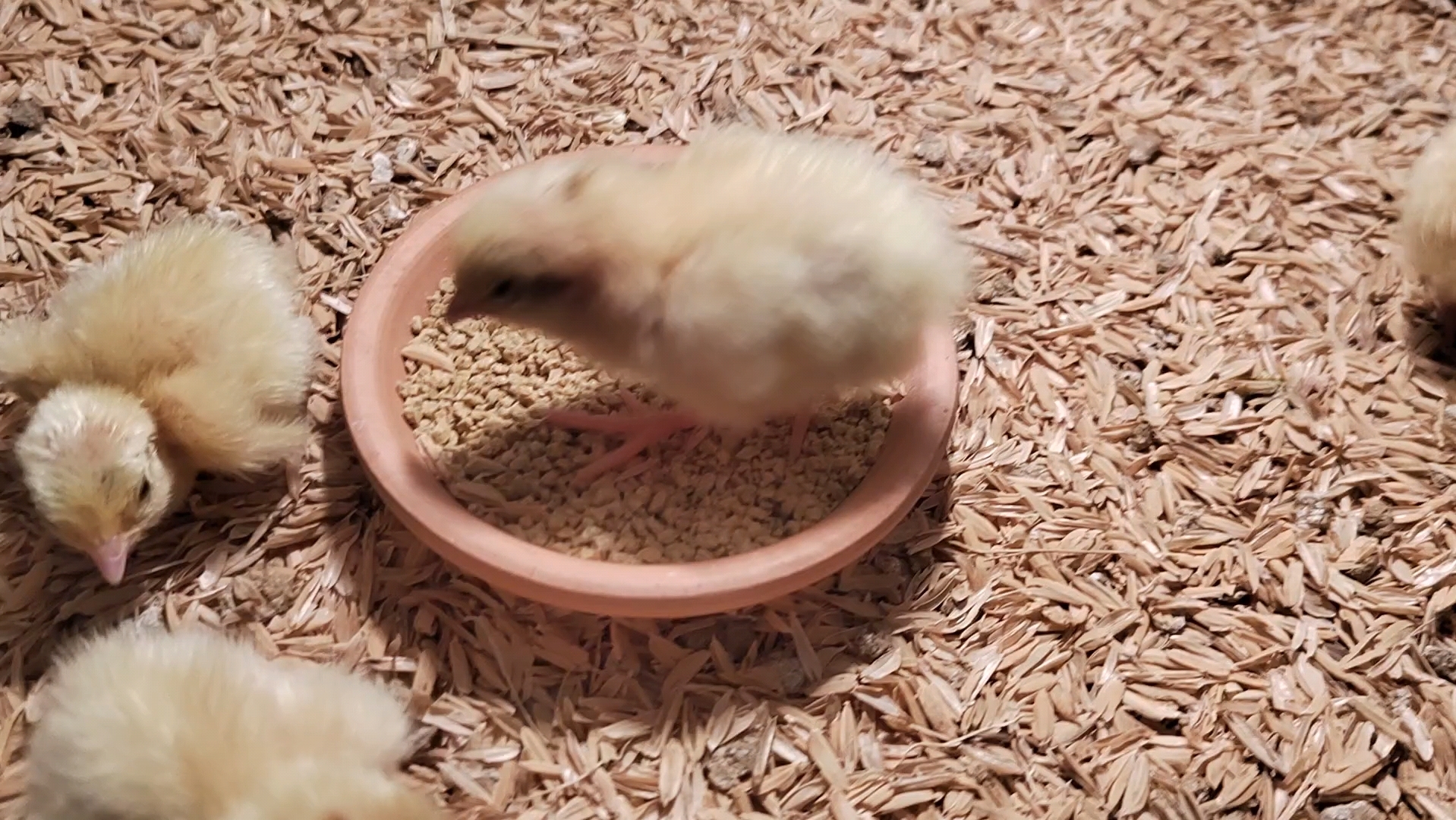 可爱的白沙维鹌鹑