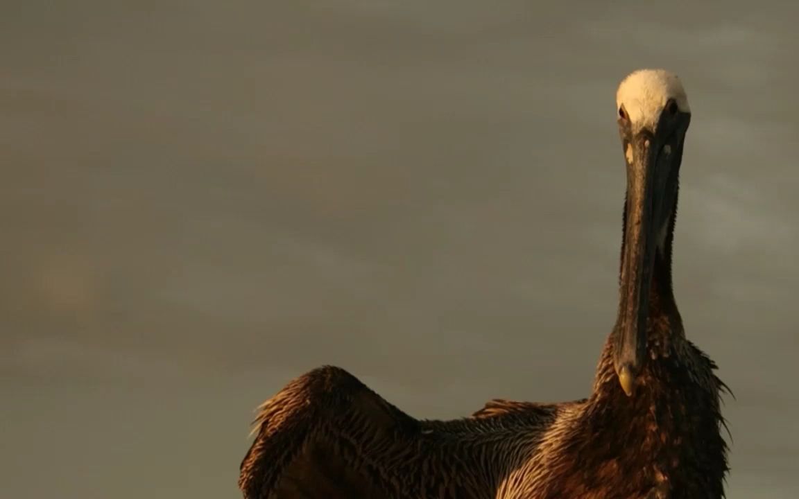 231,苏酒儿 付费投放进阶课程