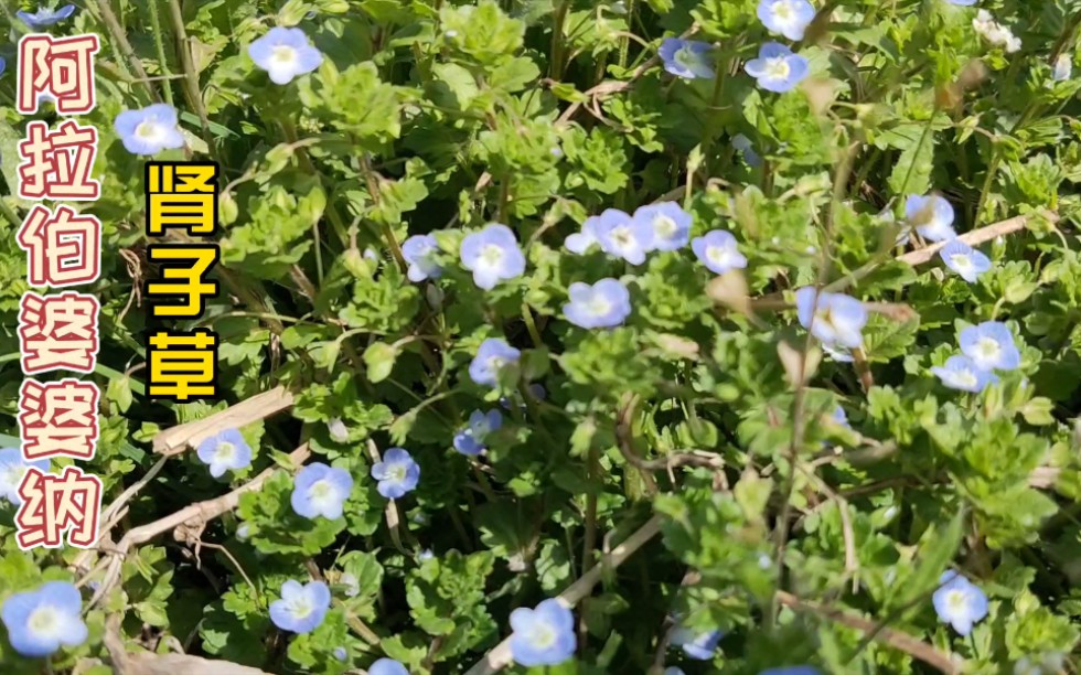 一种农村地头常见的野草,开蓝花又名肾子草,即是野菜又是中药,你见过