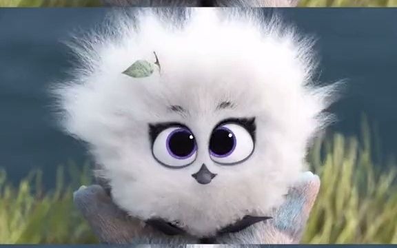 【兔耳袋狸】大家觉得这个小鸟萌不萌?