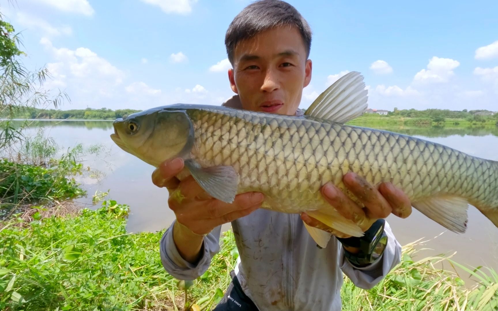 连续打三天干玉米钓草鱼,效果还不错,总共出了10多条草鱼