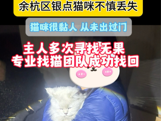 余杭区银点猫咪不慎丢失,成功找回哔哩哔哩bilibili