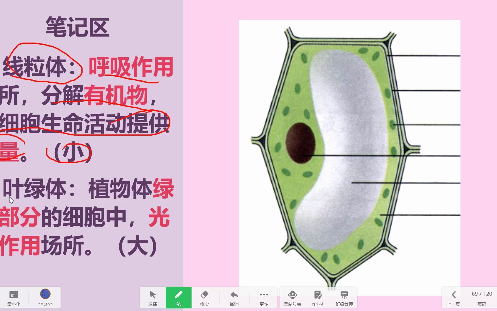 植物细胞和动物细胞哔哩哔哩bilibili