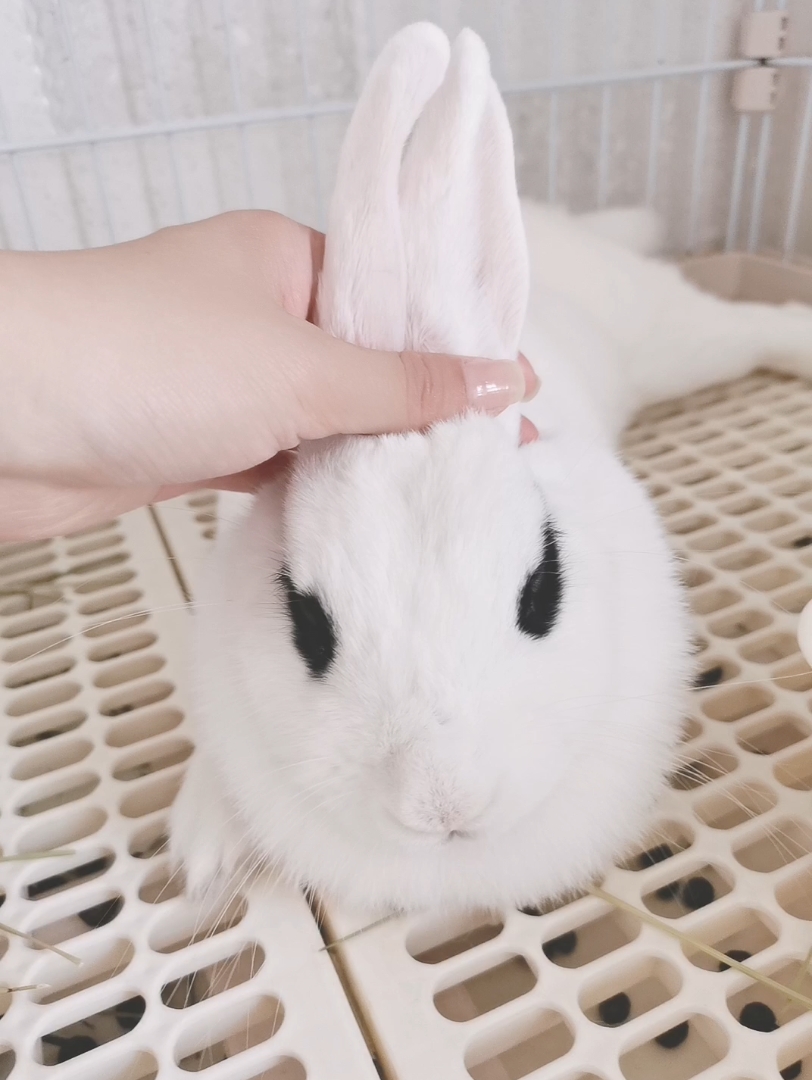 训练兔子握手图片