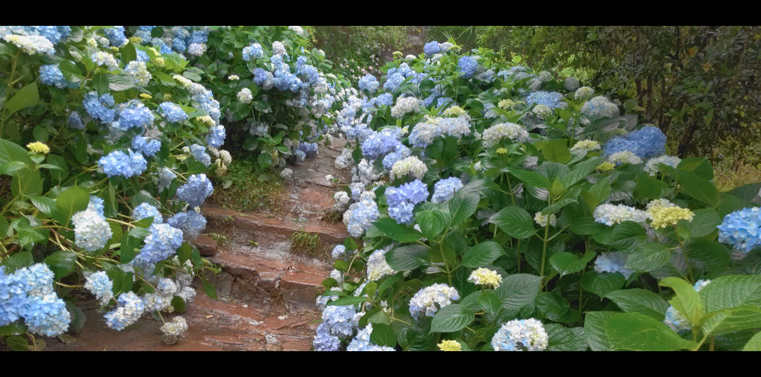 [图]22年5月22日，雨，昆明郊野公园，邛竹寺。