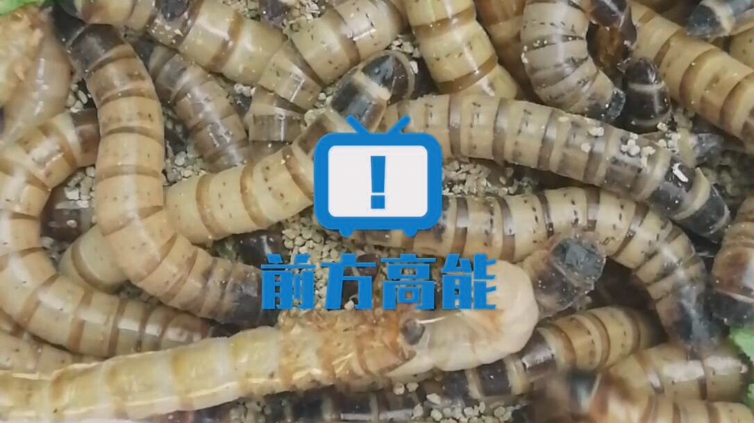 面包虫蜕皮全记录,密集恐惧症慎入啦.