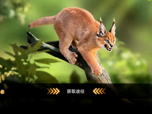 狞猫太可爱了