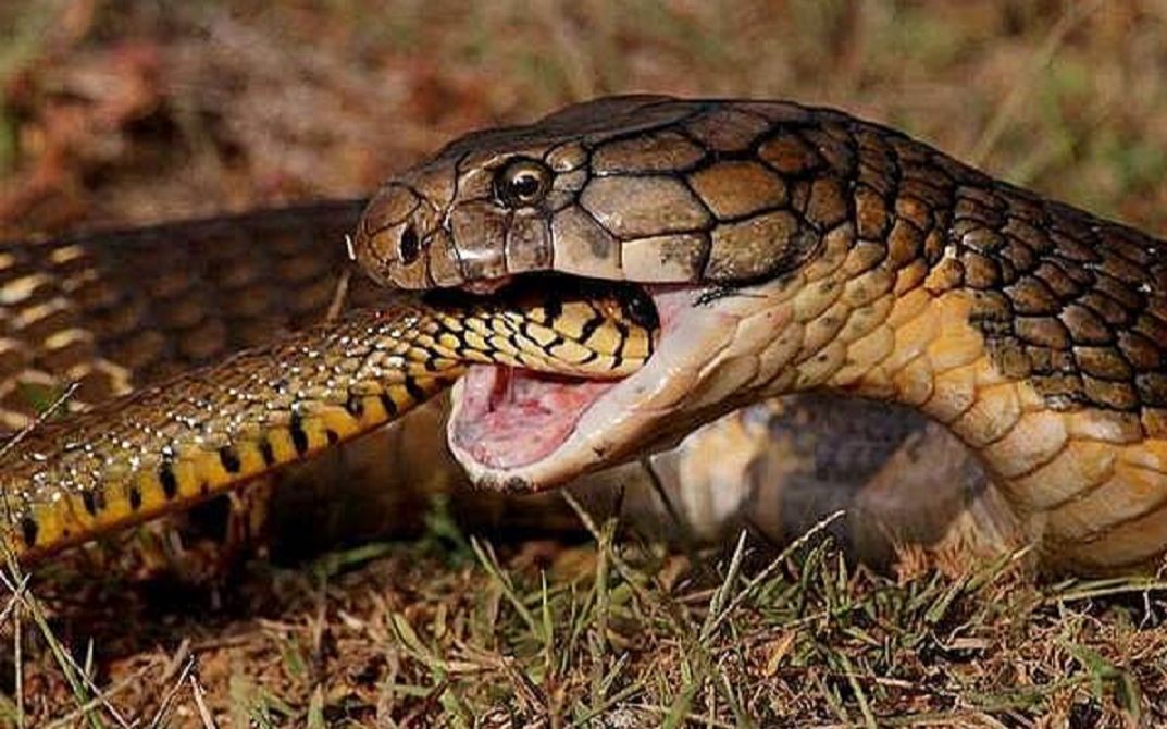什么蛇不怕眼镜王蛇图片