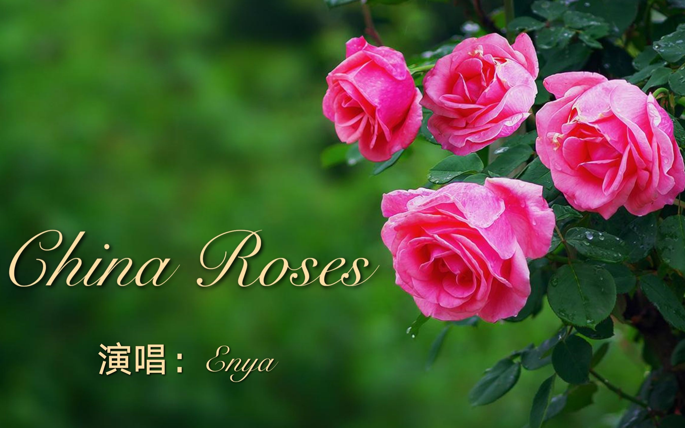 [图]恩雅经典歌曲：月季《China Roses》，纯美安静的声音，宛如天籁之音