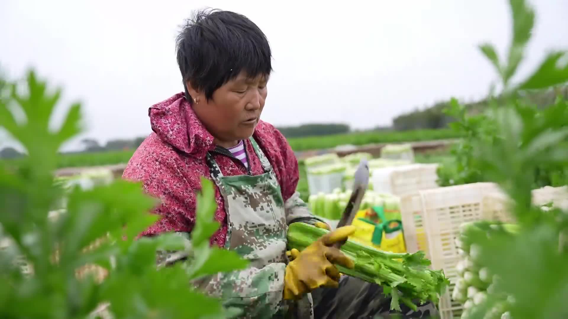 滨州义芹图片