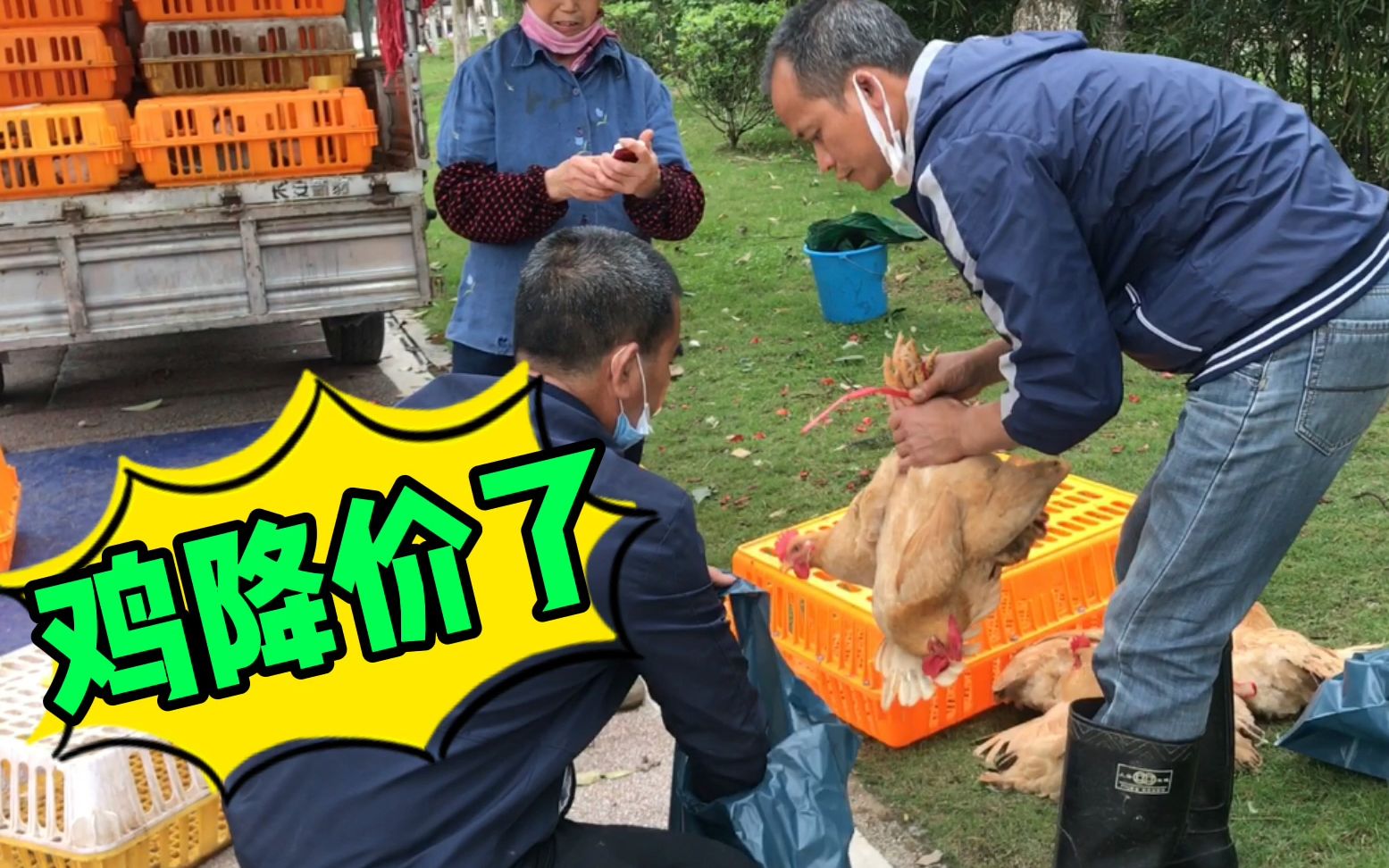 鸡价降的列害老板拉一车鸡摆摊做生意现场生意火爆全卖光了老奶奶一次
