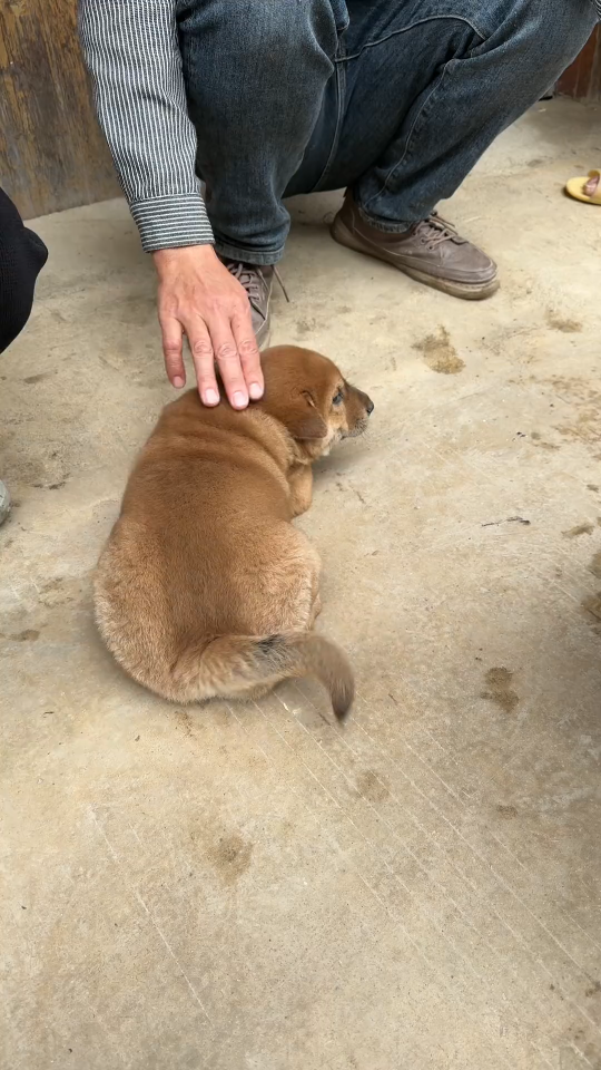 中华田园犬 极品黄狗白面终于找到啦哔哩哔哩bilibili