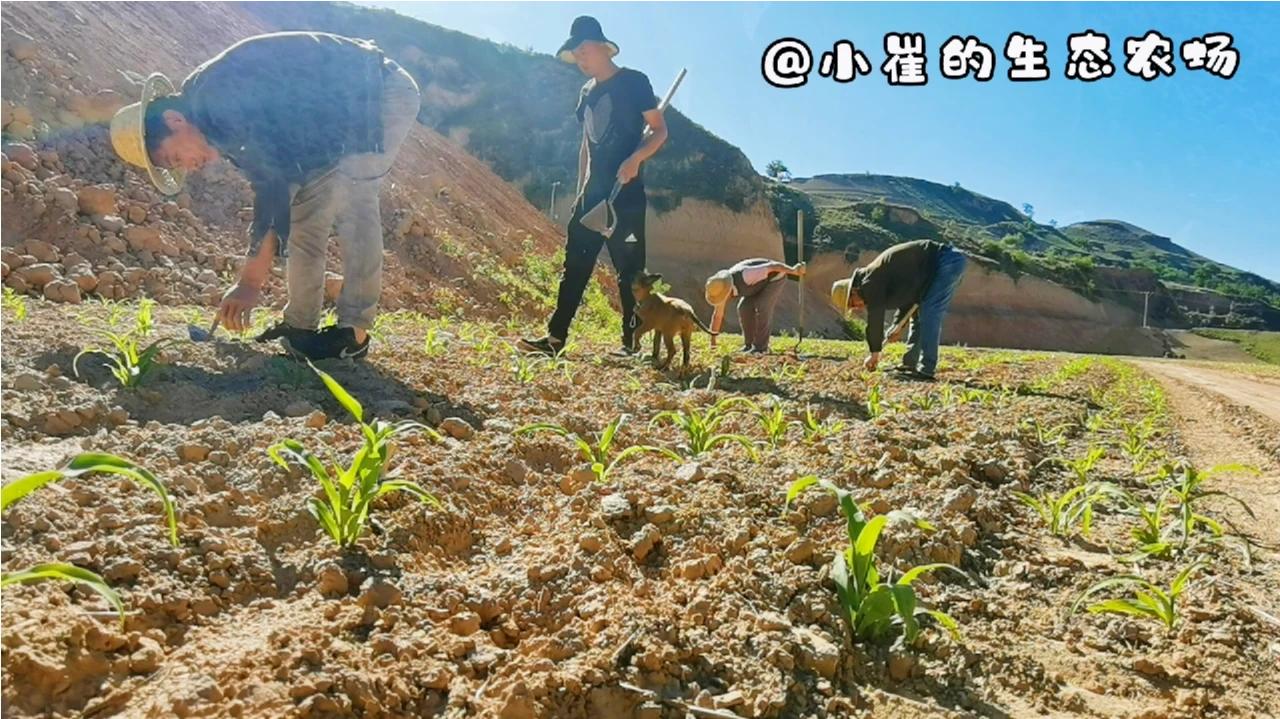 田园牧歌,穷人眼里的荒凉,诗人笔下的远方,游子心中的故乡.哔哩哔哩bilibili