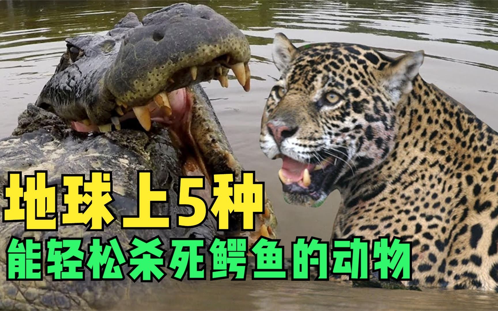 活动作品鳄鱼秒杀猫科动物老虎真的太惨了