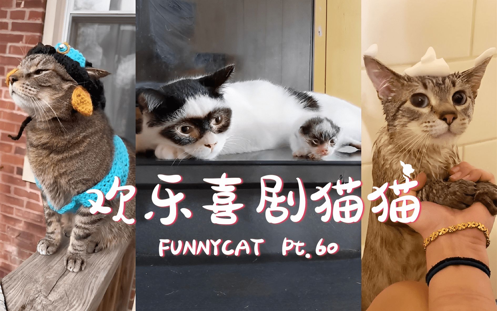 [图]欢乐喜剧猫猫 Pt.60