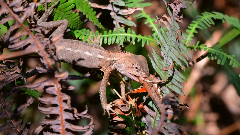 变色树蜥捕食蝗虫