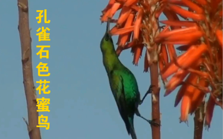 孔雀石色花蜜鸟 Malachite Sunbird (Nectarinia famosa)哔哩哔哩bilibili